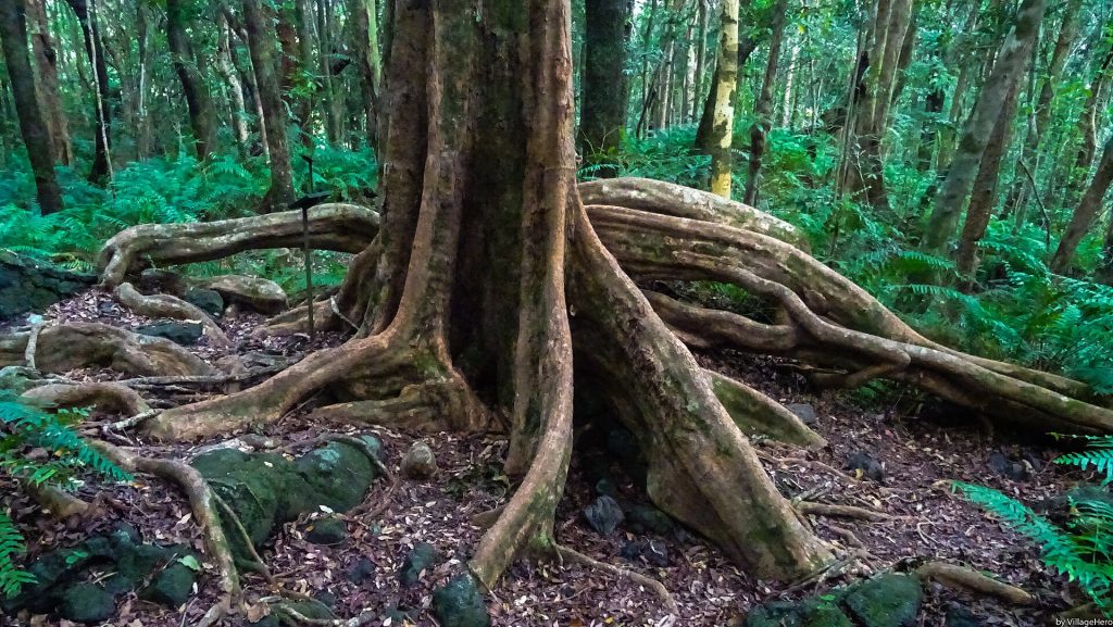 La forêt de Mare-Longue, à Saint-Philippe