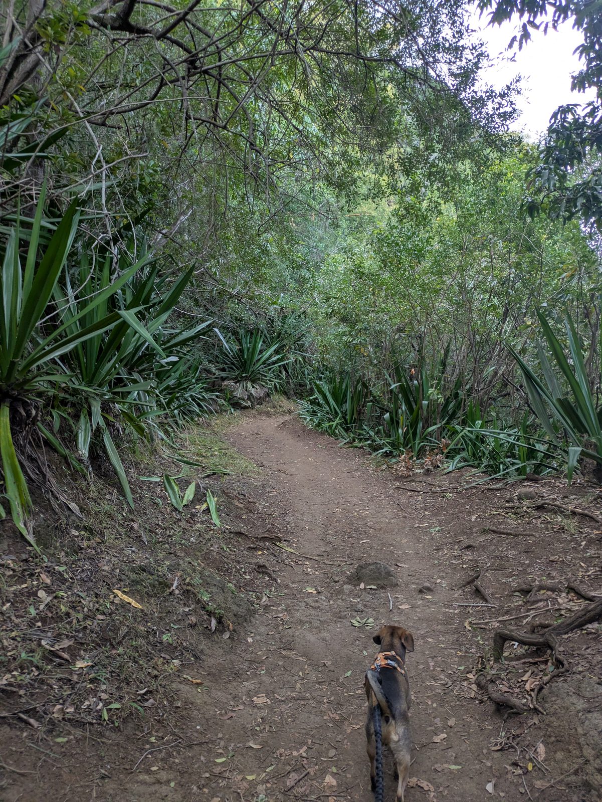 Le sentier Dassy au départ, un large chemin de terre sous les arbres, Prince en laisse devant