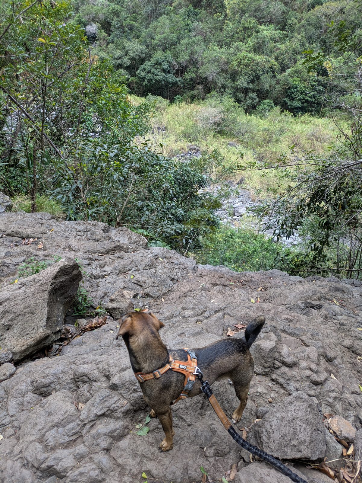 Prince en laisse sur un court passage rocheux du sentier Dassy, la rivière en contrebas
